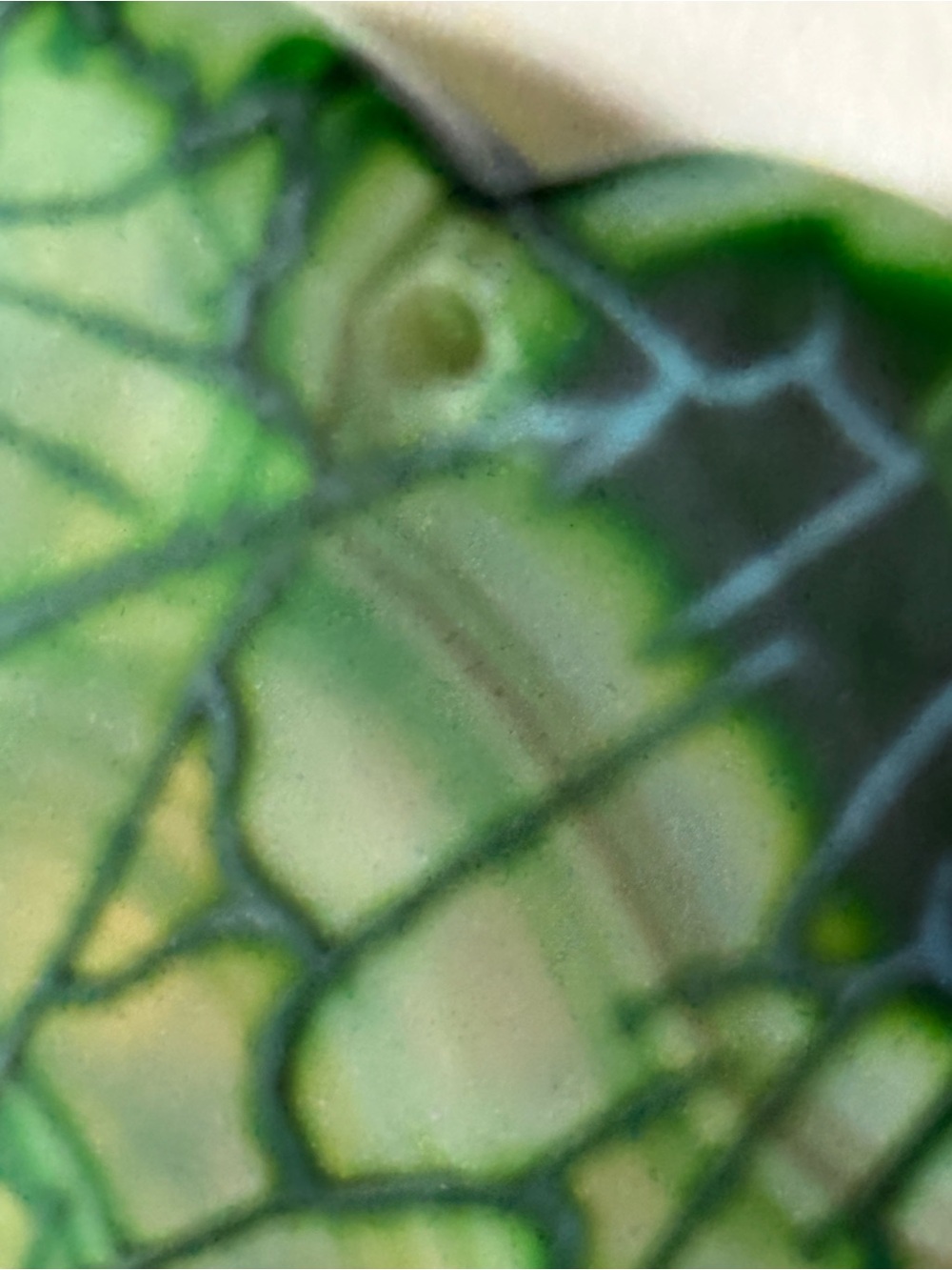 Close Up Vein Stem Leaf Phototropism Color Rock - Picture 13 of 16